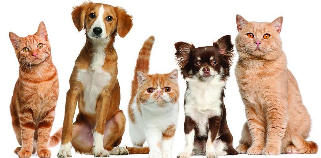 Доска объявлений о животных | ЗооТом - продажа, вязка и услуги для животных в Сурске