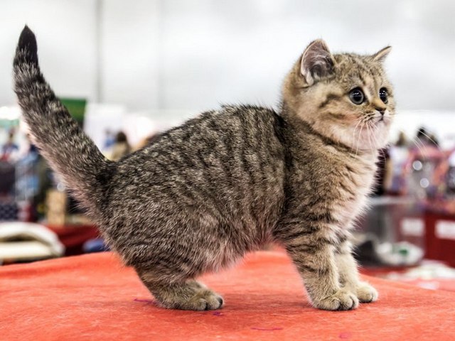 Породы кошек в Сурске | ЗооТом портал о животных
