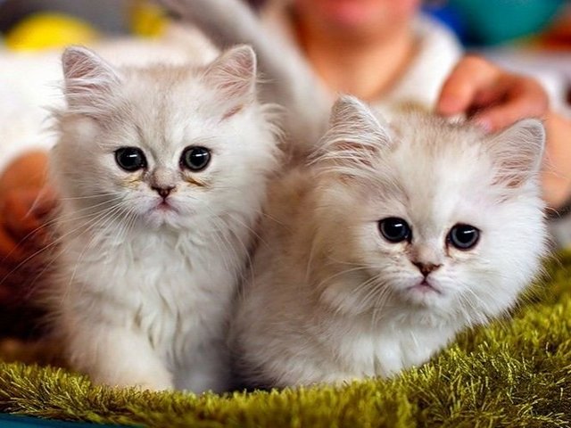 Породы кошек в Сурске | ЗооТом портал о животных