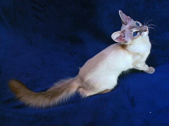 Выведенные породы кошек в Сурске | ЗооТом портал о животных