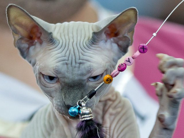 Выставки кошек в Сурске | ЗооТом портал о животных