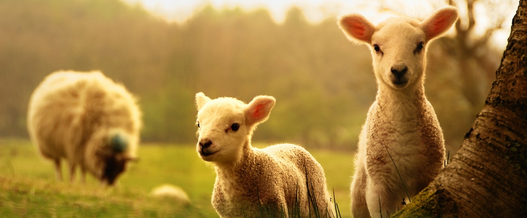 Объявления о сельскохозяйственных животных | ЗооТом - продажа, вязка и услуги для животных в Сурске