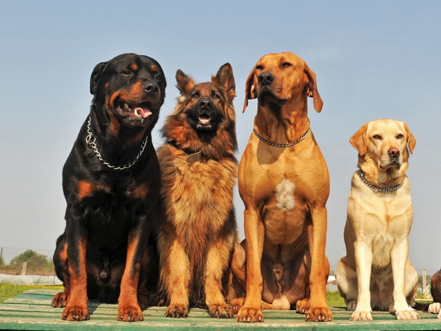 Крупные породы собак в Сурске | ЗооТом портал о животных